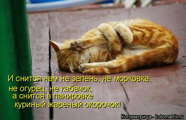 Котоматрица: И снится нам не зелень, не морковка, не огурец, не кабачок, а снится в панировке куриный жареный окорочок!