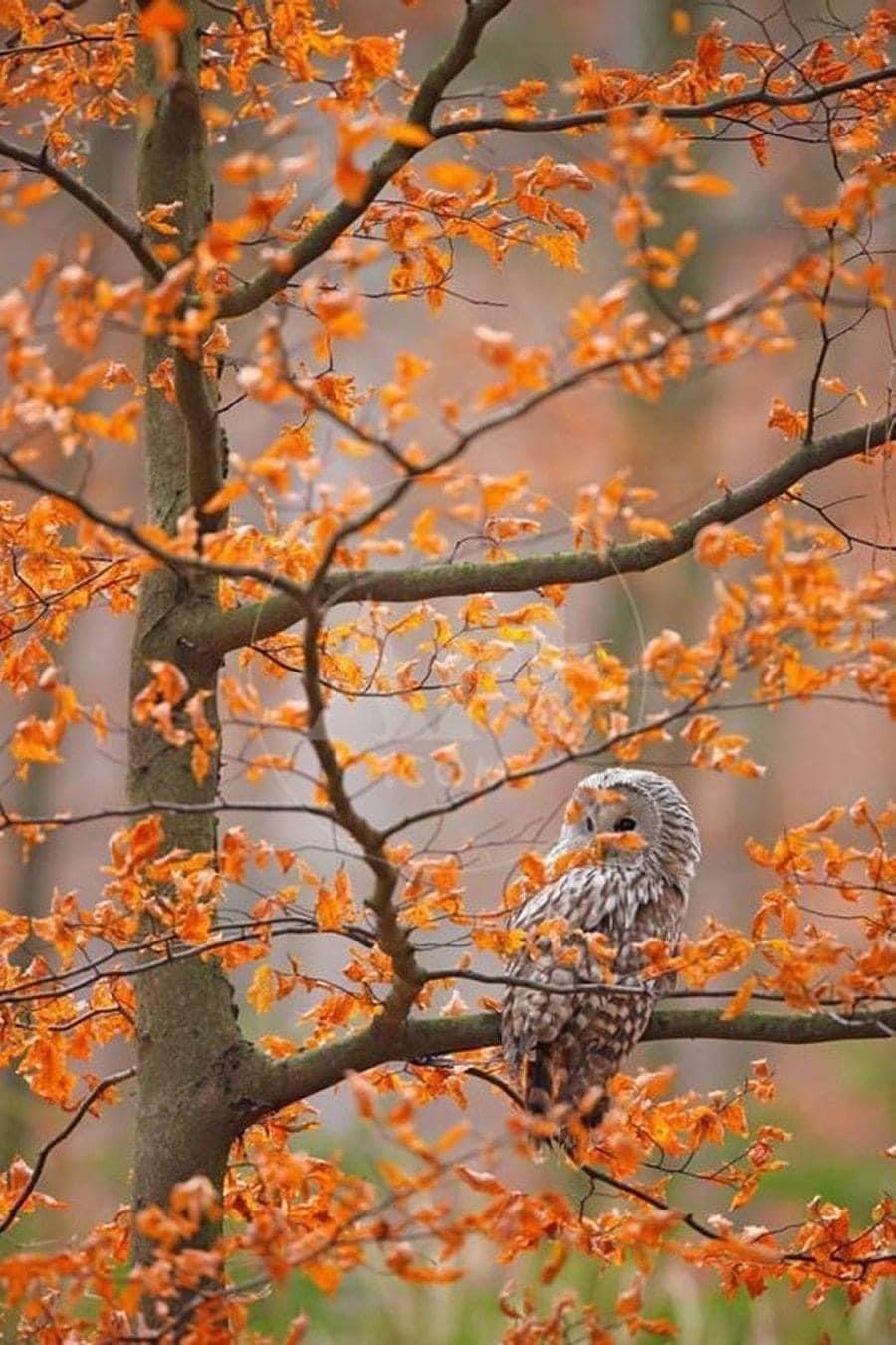 Птицы в осеннем лесу